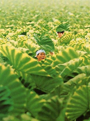 菊次郎的夏天视听音乐会