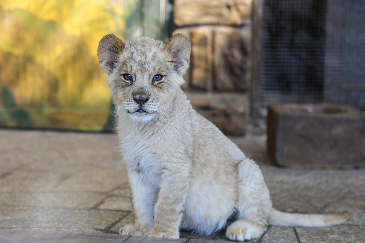 上海野生动物园