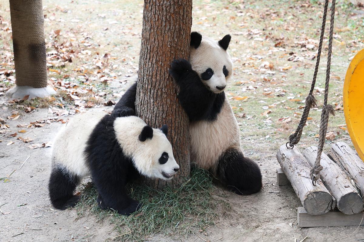 上海野生動物園大熊貓館