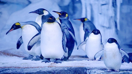 武汉海昌极地海洋公园