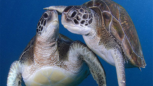 泉城海洋极地世界