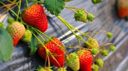 杭州海皇星生态乐园135704 (7)