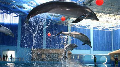 海豚表演高空击球