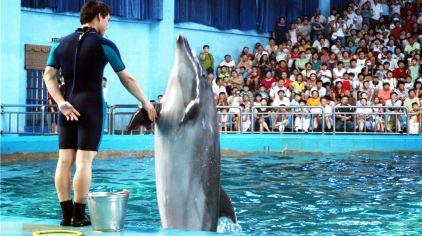 海豚表演握手