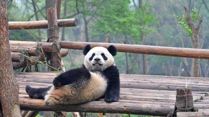 中国-成都-大熊猫基地2