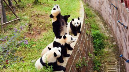 四川成都 大熊猫繁育基地