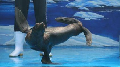 无锡海底世界-海狮表演
