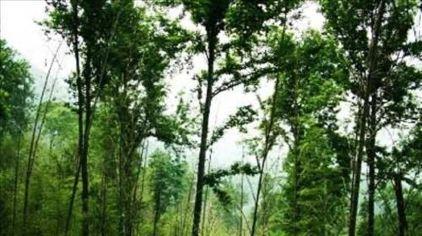 湖南岳阳五尖山森林公园11