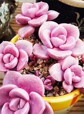 2016上海国际多肉展