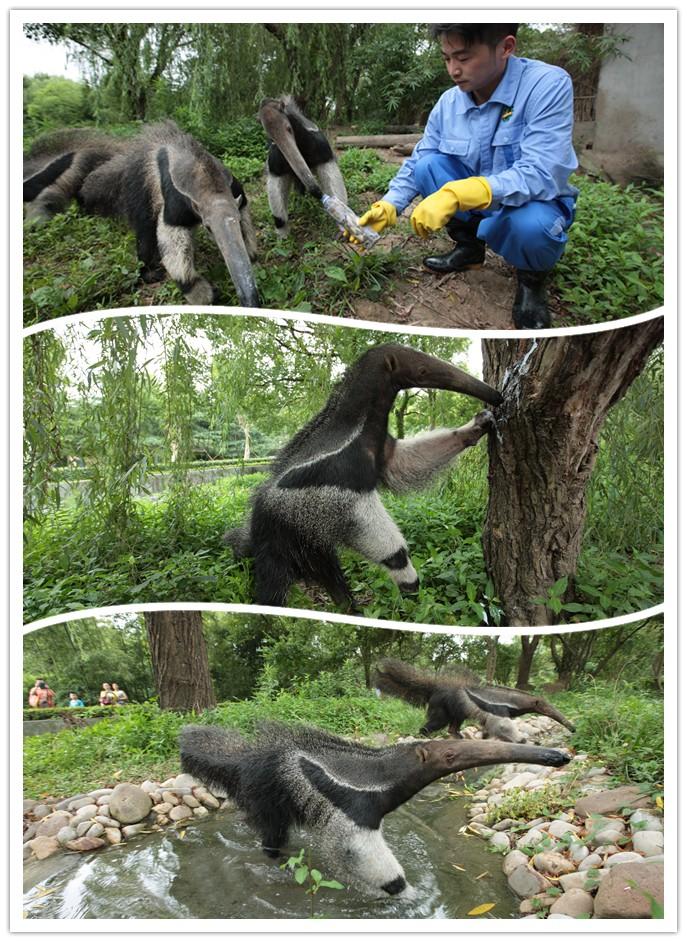 上海野生动物园特色美食
