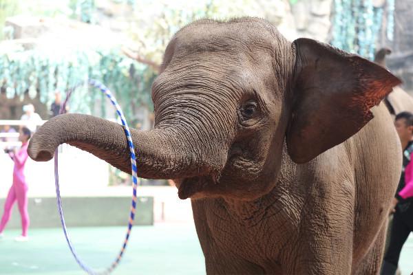 上海野生动物园光看马戏不过瘾还有精彩动物表演带你乐不停