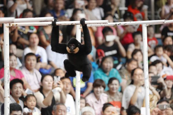 上海野生动物园光看马戏不过瘾还有精彩动物表演带你乐不停