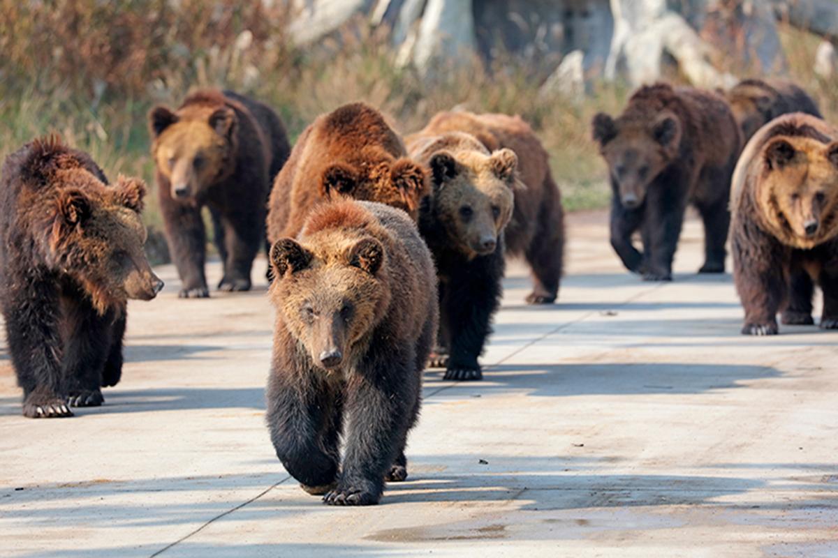 上海野生动物园灵猴天地