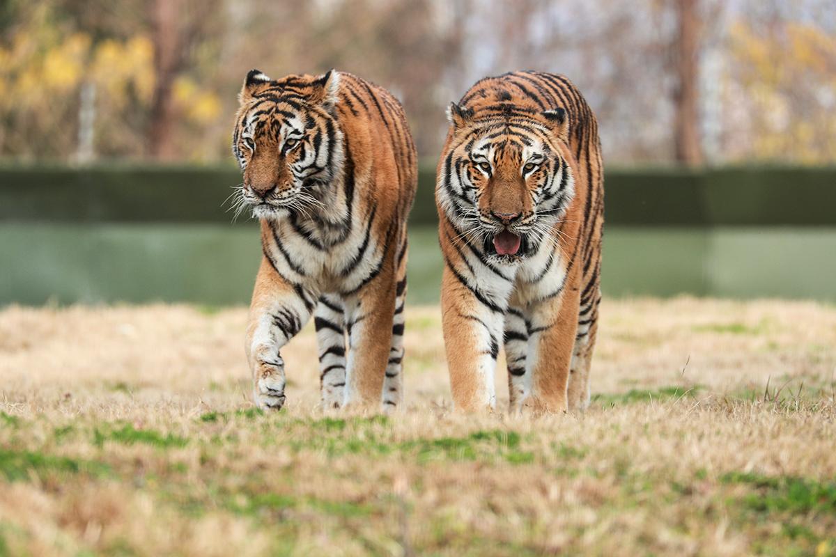 上海野生动物园车入区