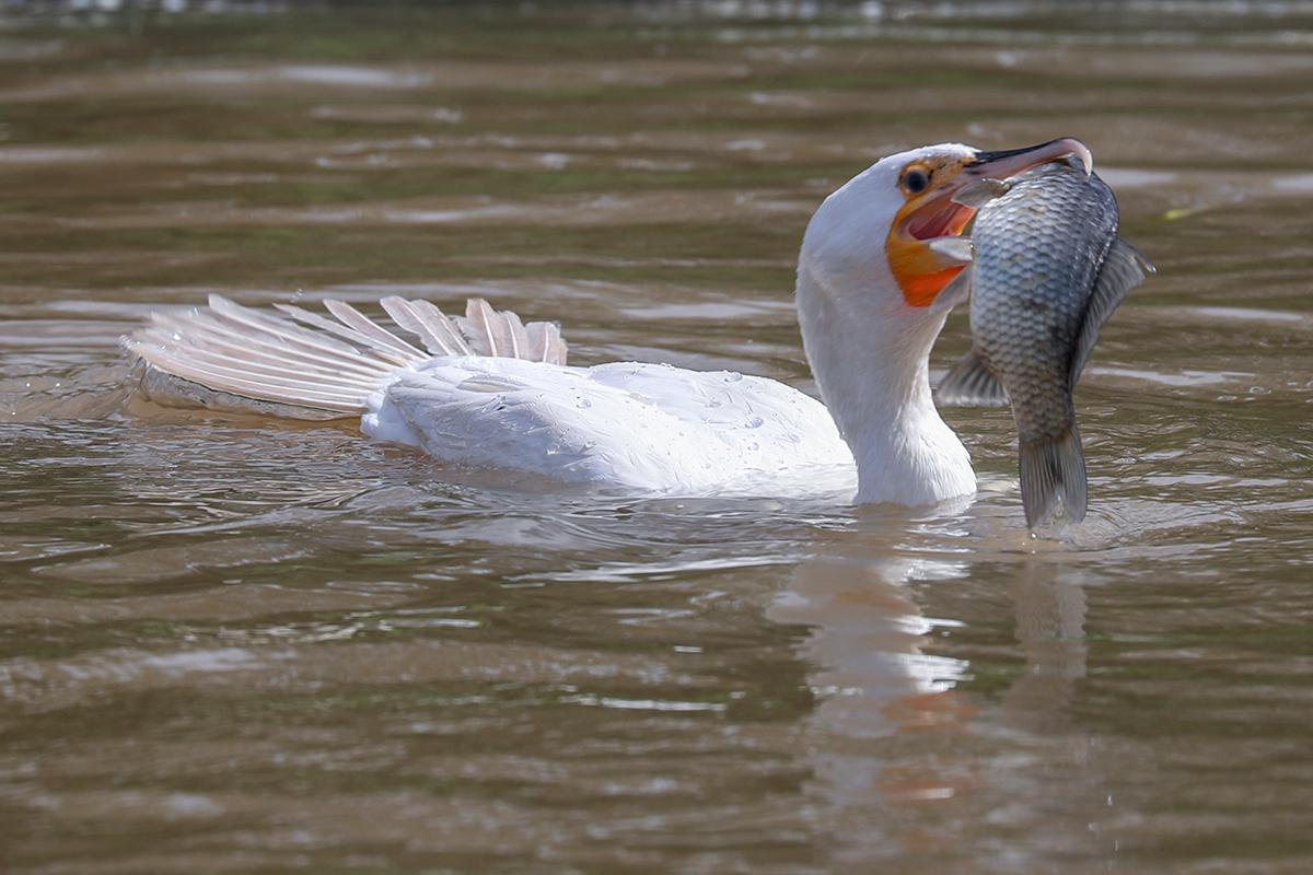 上海野生动物园水域探秘