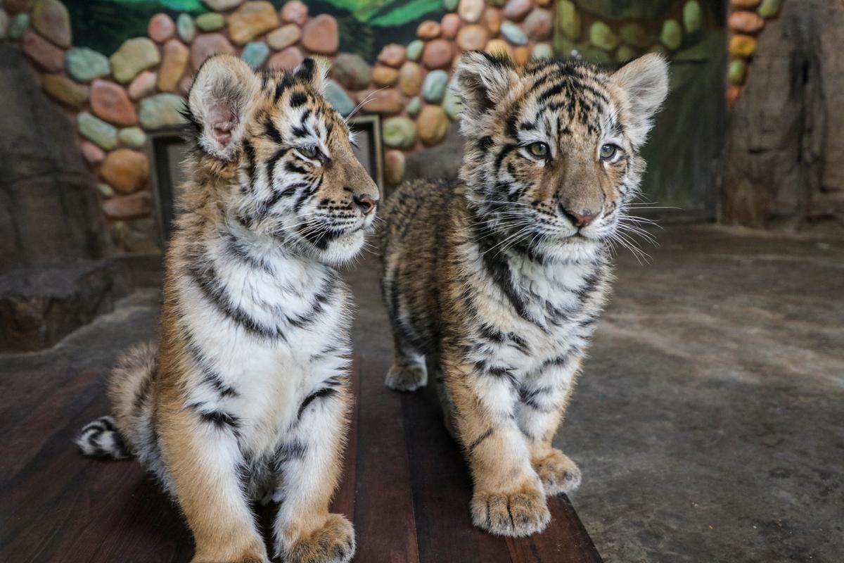 上海野生动物园小动物乐园