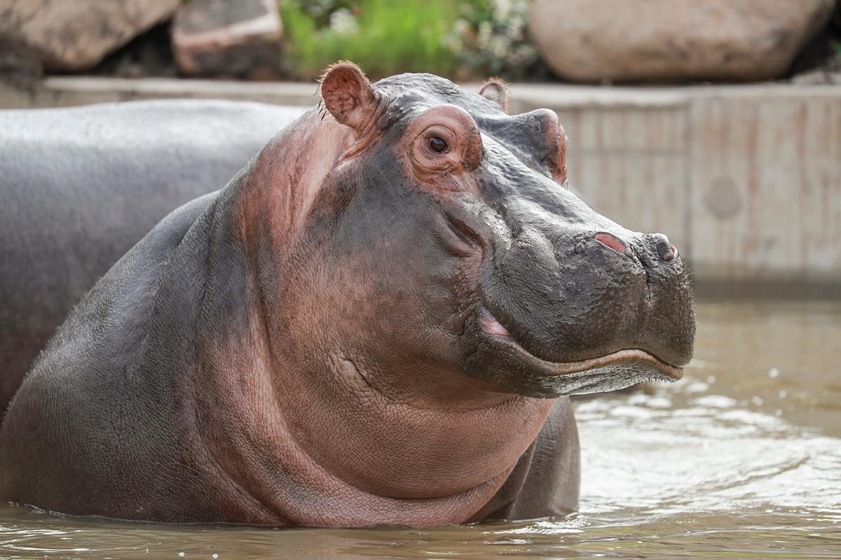 上海野生动物园水域探秘