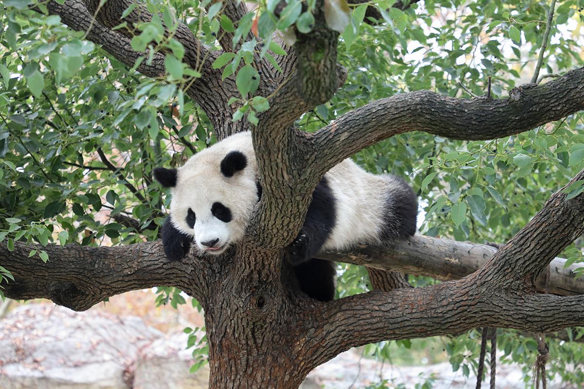 上海野生动物园大熊猫馆