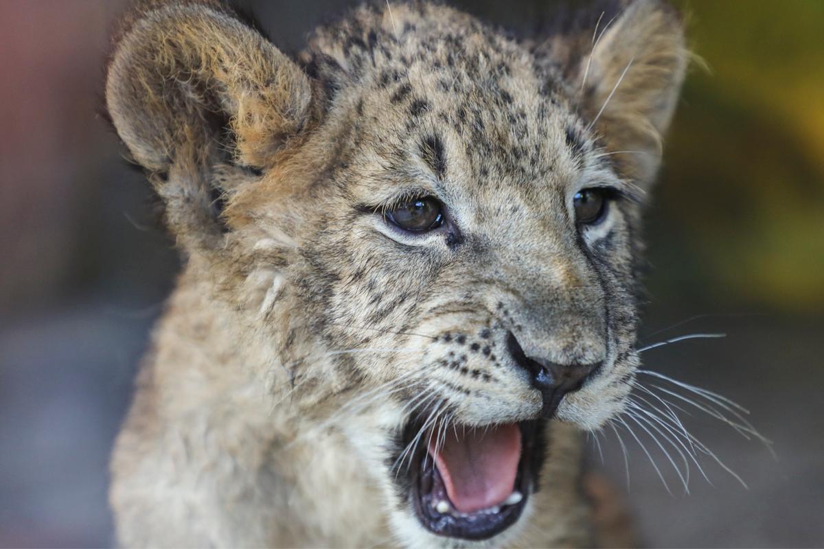 上海野生动物园小动物乐园