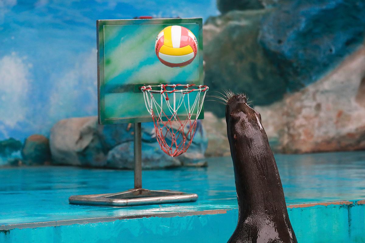 上海野生动物园免费演出