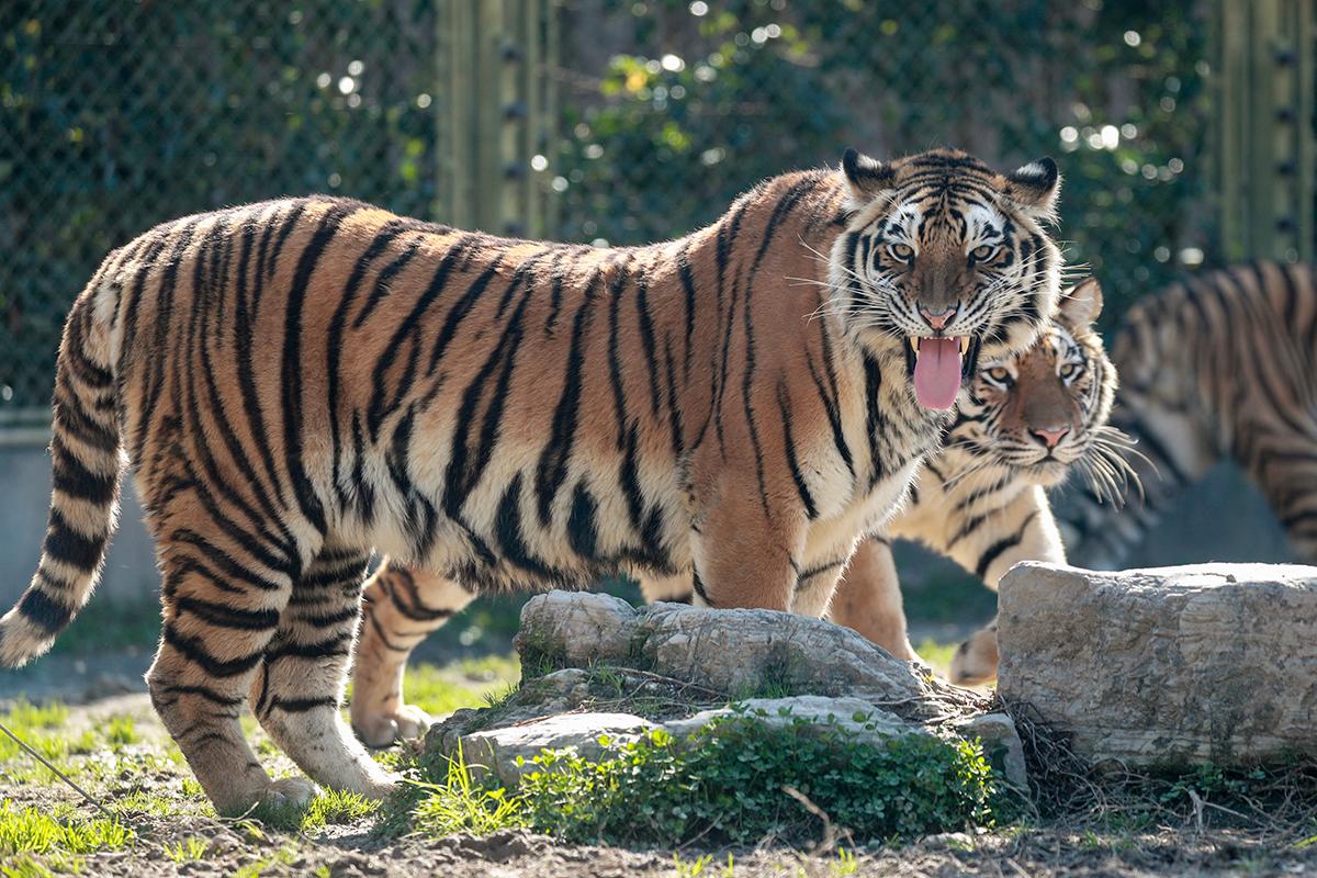 上海野生动物园热点二