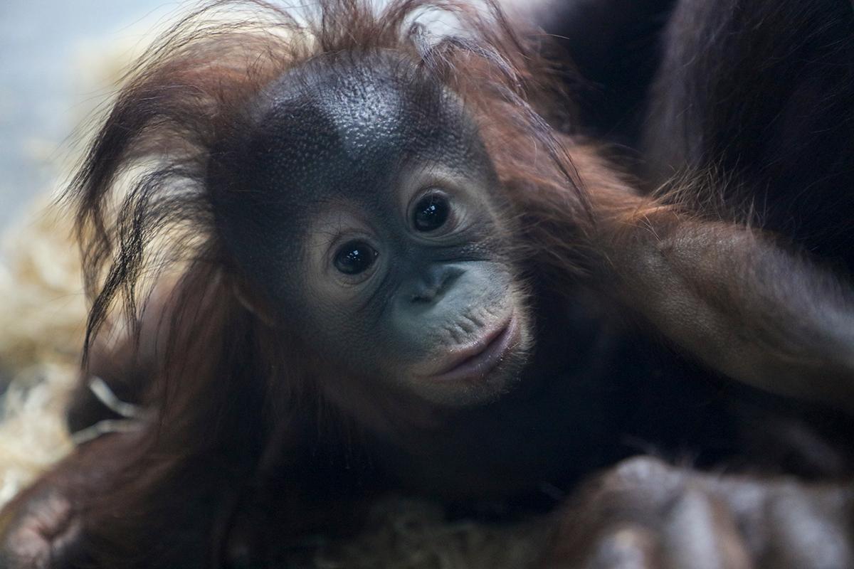 上海野生动物园热点一