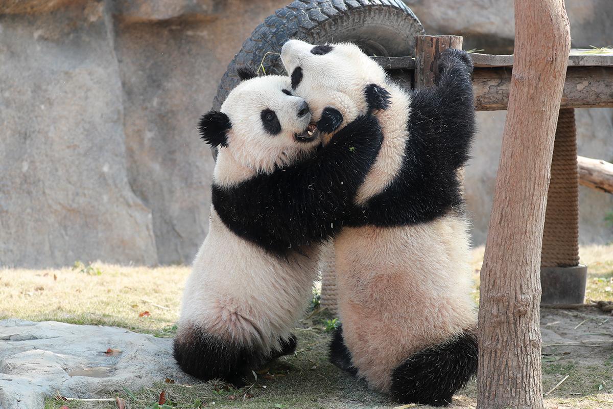 上海野生动物园热点二