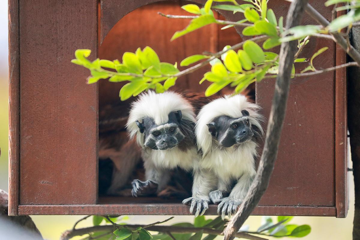 上海野生动物园热点二