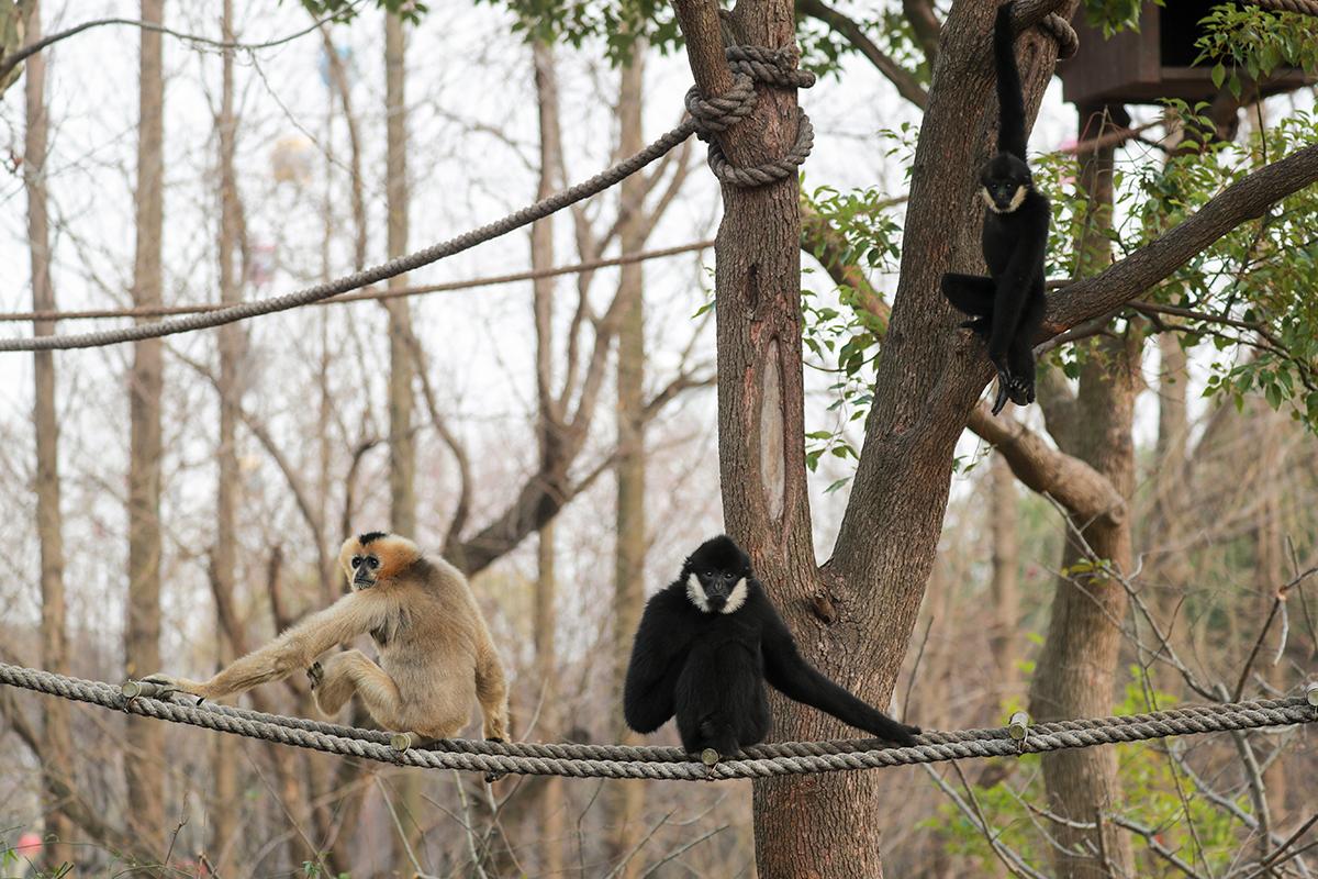上海野生动物园热点三