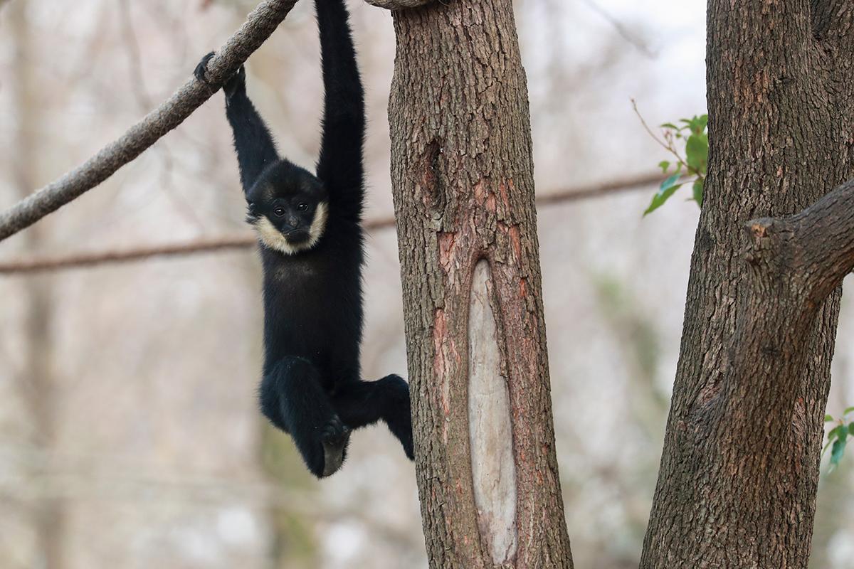 上海野生动物园热点三