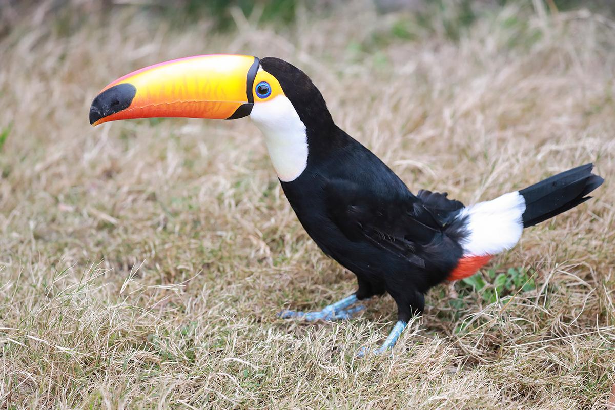 上海野生动物园热点二