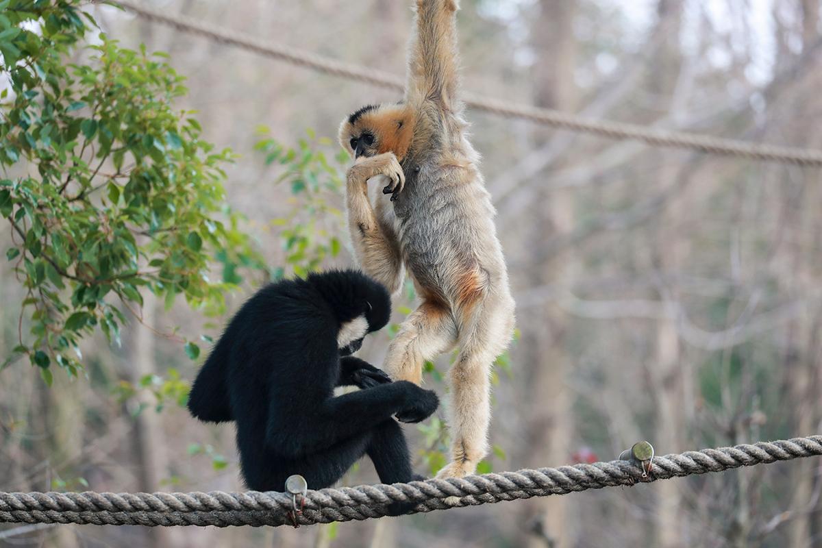 上海野生动物园热点三