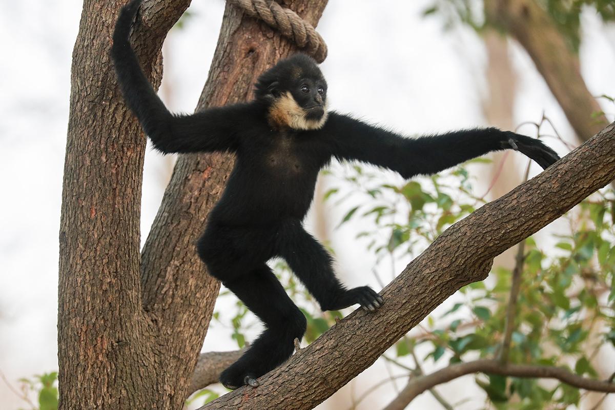 上海野生动物园热点三